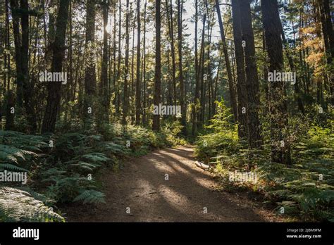 Path trough Dense Pine forest with ferns and Monterey Pine (Pinus ...