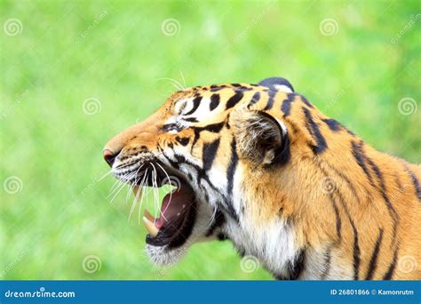 Snarling Tiger Royalty Free Stock Image - Image: 26801866