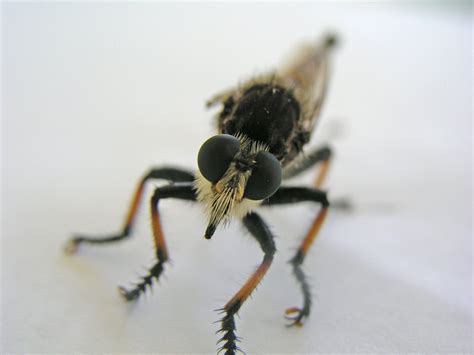 Robber Fly Free Photo Download | FreeImages