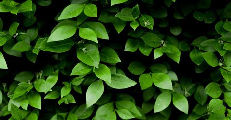 Photo of Green Leafy Plant · Free Stock Photo