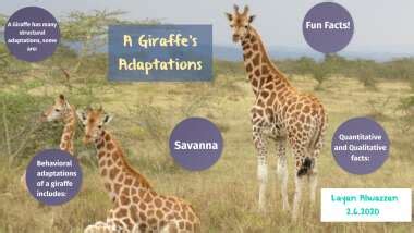 Adaptations of a Giraffe’s Neck: An Overview – Nature Blog Network