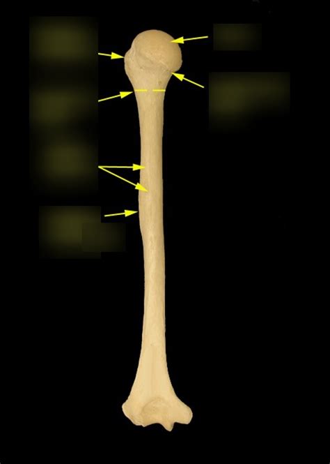 Humerus Bone Markings Diagram | Quizlet