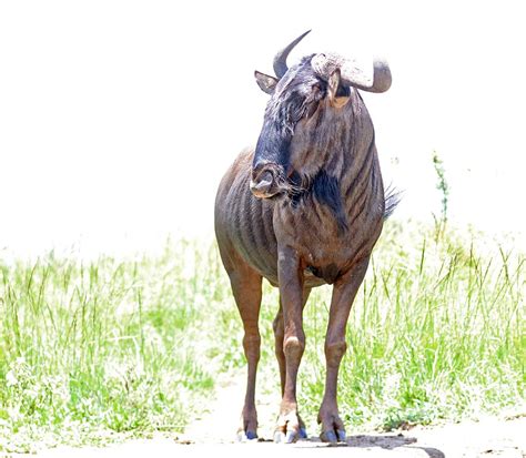 AFROTROPICAL Tropical & Subtropical Savanna mammals