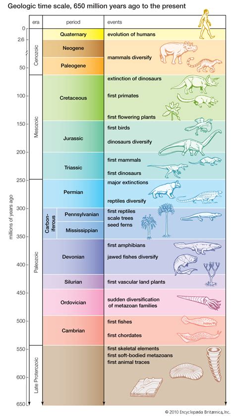 What lifeforms characterize the Quaternary period? | Socratic