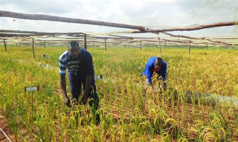 Quest for disease and pest-resistant rice: Ugandan researchers turn to hybrid, GMO breeding ...