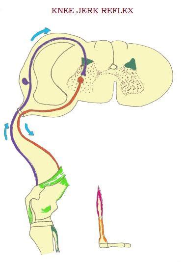 Myotatic reflex or Knee jerk reflex