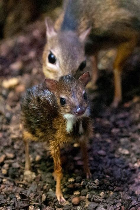 chevrotain on Tumblr