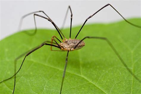 Opiliones - New World Encyclopedia