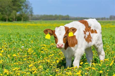 Holstein Calf stock photo. Image of grazing, cows, bullock - 20516638