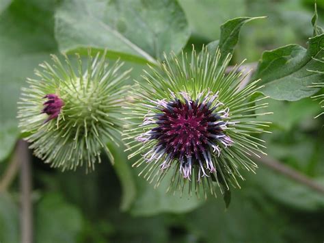 Arctium lappa L. | Plants of the World Online | Kew Science