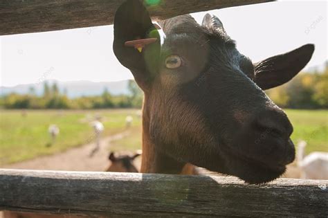 Goat Portrait Closeup Goat Goat Portrait Closeup On The Farm Background, Looking, Standing, Day ...