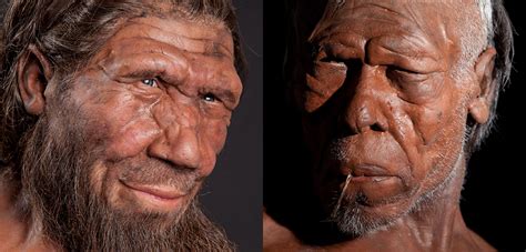 Neanderthals and humans had ample time for interbreeding - TrendRadars