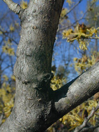 Witch-Hazel (Hamamelis virginiana)