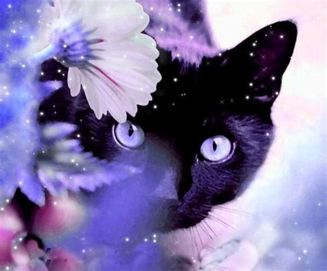 purple!! | Cats, Beautiful cats, Beautiful cat