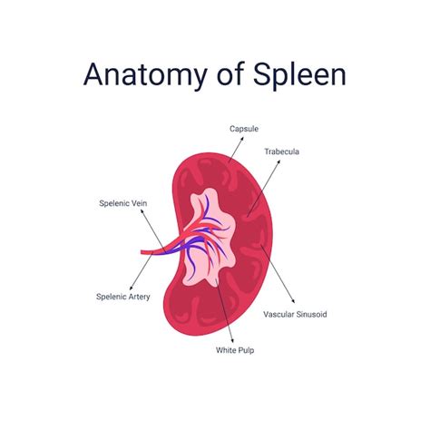 Premium Vector | Human spleen anatomy diagram vector illustration