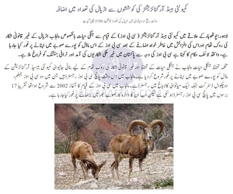 Urial population in Salt range | Urial Conservation