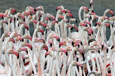 Pink flamingos living at a Dubai wildlife sanctuary