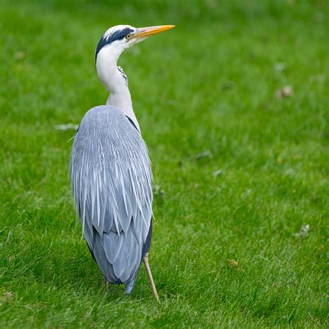 Great Blue Heron Free Stock Photo - Public Domain Pictures