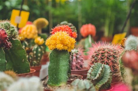 Feeding Your Cacti: Fertilizer Selection Guide | Succulent Alley