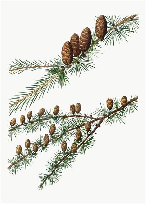 Download premium vector of Vintage conifer cones branch plant vector 569153 | Plant vector ...