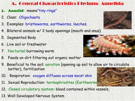 PPT - Phylum Annelida : Segmented Worms Chapter 27~~~ IN 121 PowerPoint ...