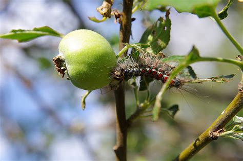 40+ Gypsy Moth Damage Stock Photos, Pictures & Royalty-Free Images - iStock