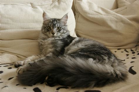 Maine Coon Grooming Tips - MaineCoon.org