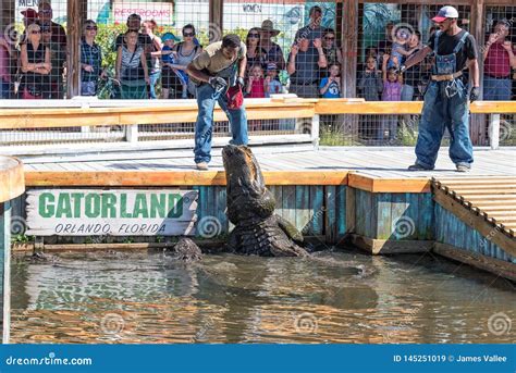 Feeding The Alligators At Gatorland Editorial Image | CartoonDealer.com ...