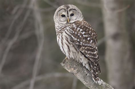 Strix varia (Barred Owl) - Animal species of the Discovery Islands: Forest birds - Discovery ...