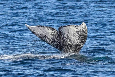 Dana Point Whale Watching Capital Of The World - San Diego Explorer