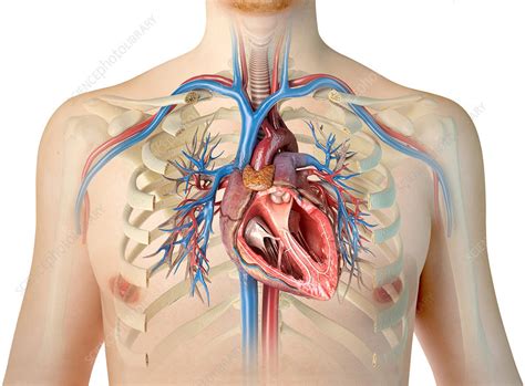 Male Chest Anatomy