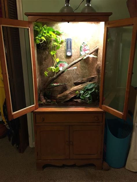 China cabinet converted to anole lizard habitat | Lizard habitat, Anole, Lizard cage