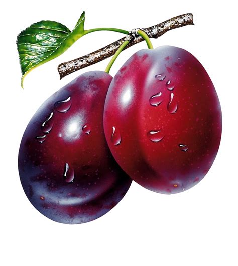 Plum clipart prunes, Plum prunes Transparent FREE for download on ...