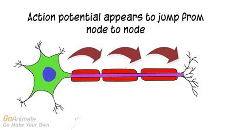 Top 133+ Saltatory conduction animation - Merkantilaklubben.org