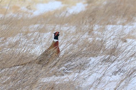 South Dakota Pheasant Hunting - South Dakota Guided Pheasant Hunts