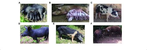 | Photographs of pigs of different breed or cross-breed types in... | Download Scientific Diagram