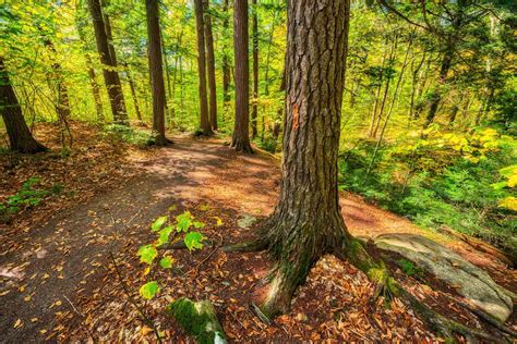 Common North American Hardwood Trees