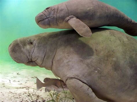 5 Reasons Why We Absolutely Need To Save Florida's Manatees