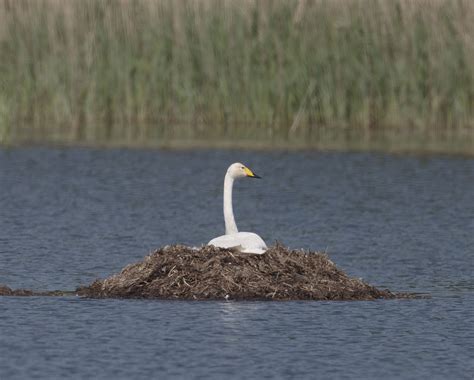 pewit: Whooper Swan nest