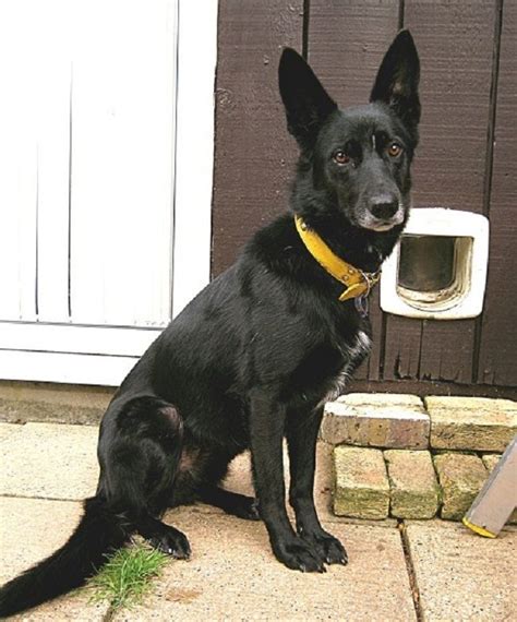 Black Border Collie Mix German Shepherd - kropkowe-kocie