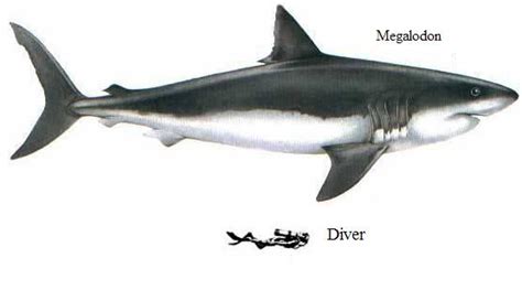 Tiburones: Carcharodon Megalodon