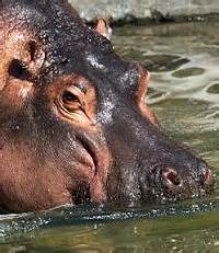 Hippo sunscreen, no sweat › News in Science (ABC Science)