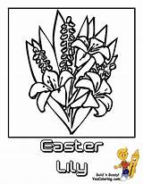 Easter Lily Coloring Page Printable sketch template