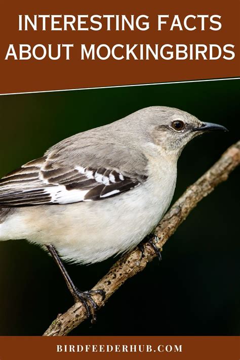 22 Interesting facts about mockingbirds