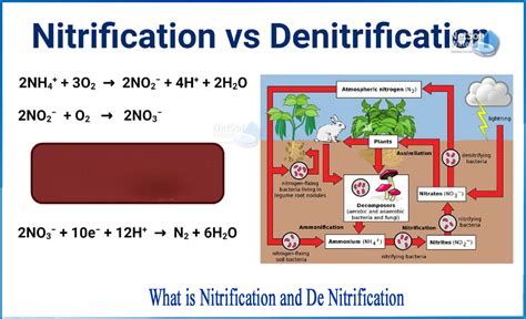 What is Nitrification and De nitrification - Netsol Water