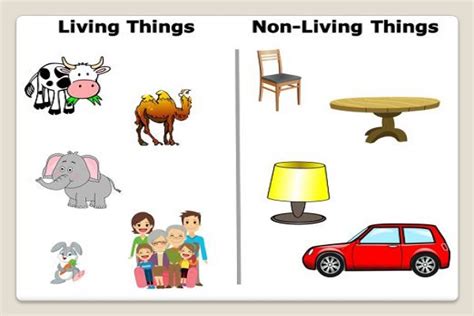 Example of Living things & non- living things in daily life