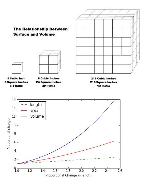 Bartimaeus on Twitter: "The square-cube law states that, as a shape ...