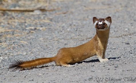 Long-tailed Weasel | Flickr - Photo Sharing!