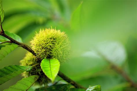 Chinese Chestnut Tree For Sale | Great Tree for Wildlife