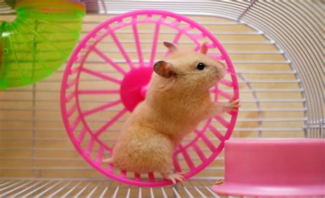 How To Choose The Correct Wheel For Your Hamster: Size, Type, Pros, and Cons - Wiki Point